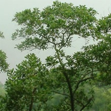 Acacia mangium