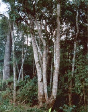 Canjarana - Cabralea canjerana subsp.