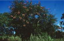 Corticeira-do-Banhado