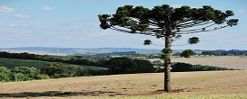 Desmate e crise climtica podem varrer araucrias de regies do pas