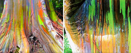 rvores criam arco-ris na floresta e encantam visitantes com cores vibrantes