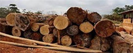 29,31 milhes de euros provenientes das exportaes de produtos de madeira
