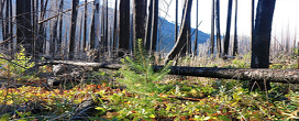 Departamento Florestal do Oregon plantou 2,3 milhes de rvores aps os incndios florestais de 2020