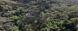 Jequitibá-rosa de 65 metros é descoberto no Vale do Jequitinhonha