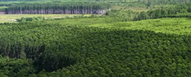Crises climáticas pressionam setor de celulose a ampliar clones de Eucalipto