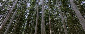 Documentário destaca protagonismo do Brasil na celulose e sustentabilidade global, com apoio da Ibá